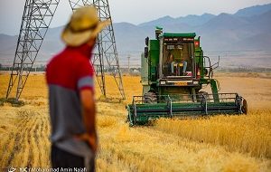 پیش بینی تولید یک میلیون و ۹۰۰ هزار تن گندم در استان خوزستان