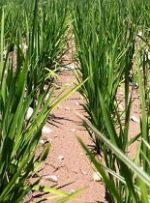 کشت برنج به روش خشکه کاری در کارون آغاز شد