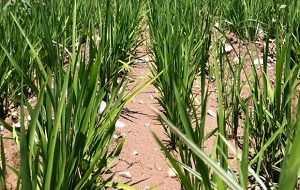 کشت برنج به روش خشکه کاری در کارون آغاز شد