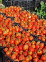 آغاز خرید حمایتی گوجه فرنگی از کشاورزان در شوشتر