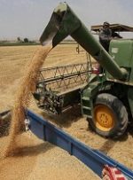 خریداری بیش از یک میلیون تن گندم باکیفیت در خوزستان