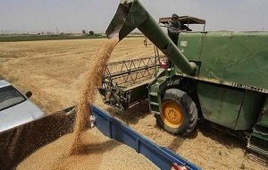 خریداری بیش از یک میلیون تن گندم باکیفیت در خوزستان