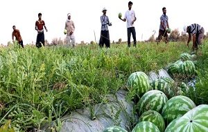 برداشت ۶ هزار تن هندوانه در شهرستان ایذه
