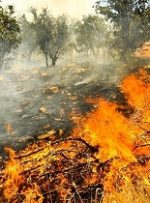 مهار شدن آتش سوزی در پارک ملی کرخه