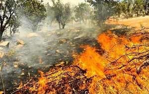 مهار شدن آتش سوزی در پارک ملی کرخه
