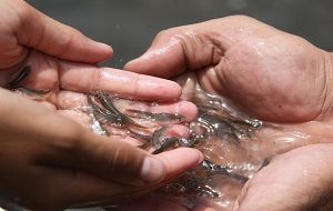 رهاسازی بچه ماهی در دریاچه سد دز