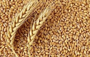 خریداری یک میلیون تن محصولات کشاورزی از کشاورزان خوزستانی