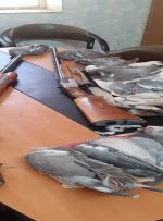 دستگیری شکارچیان غیرمجاز کبوتر جنگلی