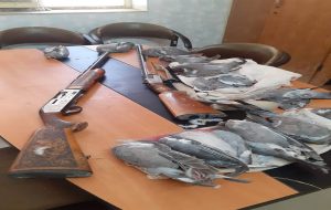 دستگیری شکارچیان غیرمجاز کبوتر جنگلی