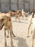 بیش از ۵۰۰۰ سگ بدون صاحب در خرمشهر وجود دارد