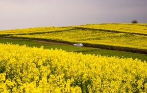 بیش از ۱۰۰ هزار تن دانه کلزا از کشاورزان خوزستانی خریداری می شود