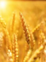 پیش بینی خرید تضمینی ۱.۳میلیون تن گندم در خوزستان