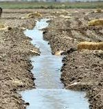 آب باید بین کشاورزان و صنایع نیشکر به طور مساوی تقسیم شود