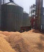 نخستین محموله‌ گندم و کلزا به سیلوهای خوزستان انتقال یافت