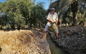 چراغ سبز سازمان آب و برق خوزستان به اصلاح قیمت آب بهای نخیلات