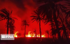 ۸۰۰ نخل مثمر در اروندکنار در آتش سوخت
