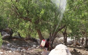 طرح مبارزه بیولوژیک با آفات جنگل های زاگرس در ۱۲ منطقه خوزستان در حال اجرا است