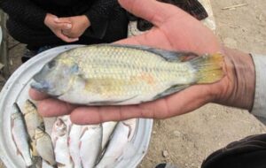 نبرد تلخ ماهی تیلاپیا در آب‌های خوزستان