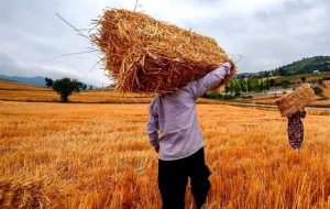 تمام مطالبات گندمکاران پرداخت شد