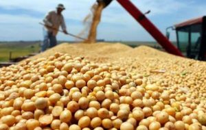 افزایش کشت سویا در اندیمشک نسبت به سال گذشته