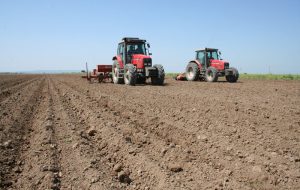 آغاز کشت دیم همزمان با بارندگی پاییزه