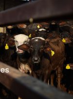 10 شهر استان خوزستان دچار تب برفکی شده اند _شرایط تحت کنترل است