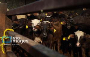 10 شهر استان خوزستان دچار تب برفکی شده اند _شرایط تحت کنترل است