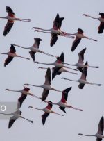 هوای سه شهر خوزستان در وضعیت پاک قرار دارند