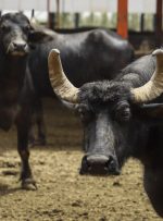 استانداری خوزستان از تمام طرح های سرمایه گذاری حمایت می کند