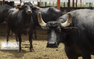 استانداری خوزستان از تمام طرح های سرمایه گذاری حمایت می کند