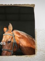 بهره برداری هفت طرح ورزشی در شوش /احداث پیست سوارکاری در شوش