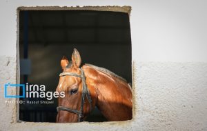 بهره برداری هفت طرح ورزشی در شوش /احداث پیست سوارکاری در شوش