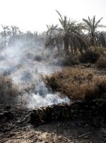 افزایش آگاهی نخلداران با بیمه نخلستان ها موجب استقبال بیشتر آنها از این طرح می شود