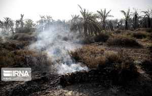 افزایش آگاهی نخلداران با بیمه نخلستان ها موجب استقبال بیشتر آنها از این طرح می شود