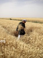 بخش کشاورزی نقش مهمی در اشتغال استان خوزستان دارد