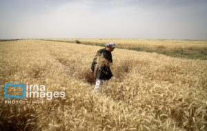 بخش کشاورزی نقش مهمی در اشتغال استان خوزستان دارد