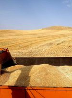 تلاش در جهت پرداخت مطالبات گندمکاران در کوتاه ترین زمان ممکن