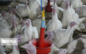 بهره برداری از یک واحد صنعتی پرورش بوقلمون گوشتی در شهرستان دزپارت