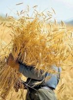 «کاشتِ فرصت‌محور» بهترین راهبرد برای کشت در فصل بارندگی ها است