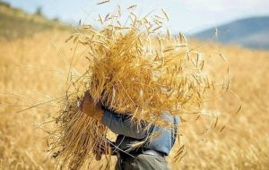 «کاشتِ فرصت‌محور» بهترین راهبرد برای کشت در فصل بارندگی ها است